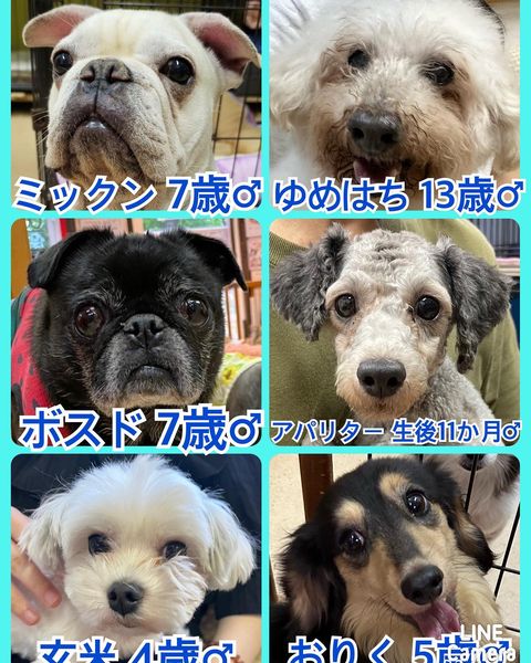 🐾今日の里親様募集中ワンコ🐶メンバーです🐾2023,7,27【保護犬カフェ天神橋店】